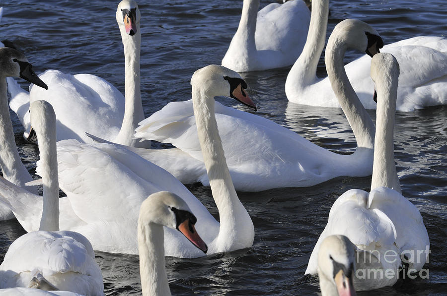 Swan Photograph - Queens Swans by Andy Smy