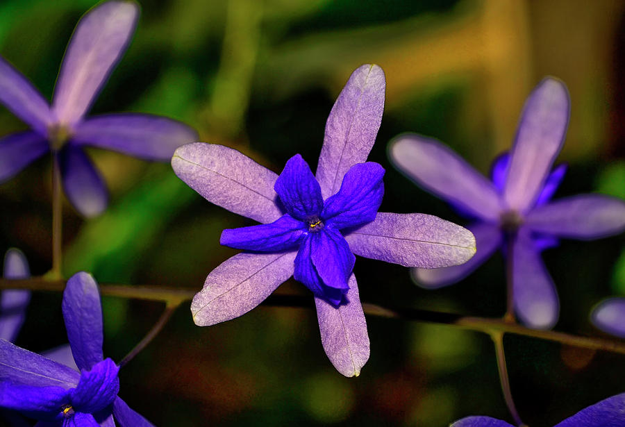 Queens Wreath - Petrea volubilis 001 Photograph by George Bostian