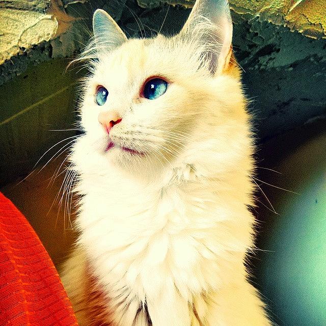 Lovecat Photograph - #quelinda #blueeyes #catstagram by Ariel Bb