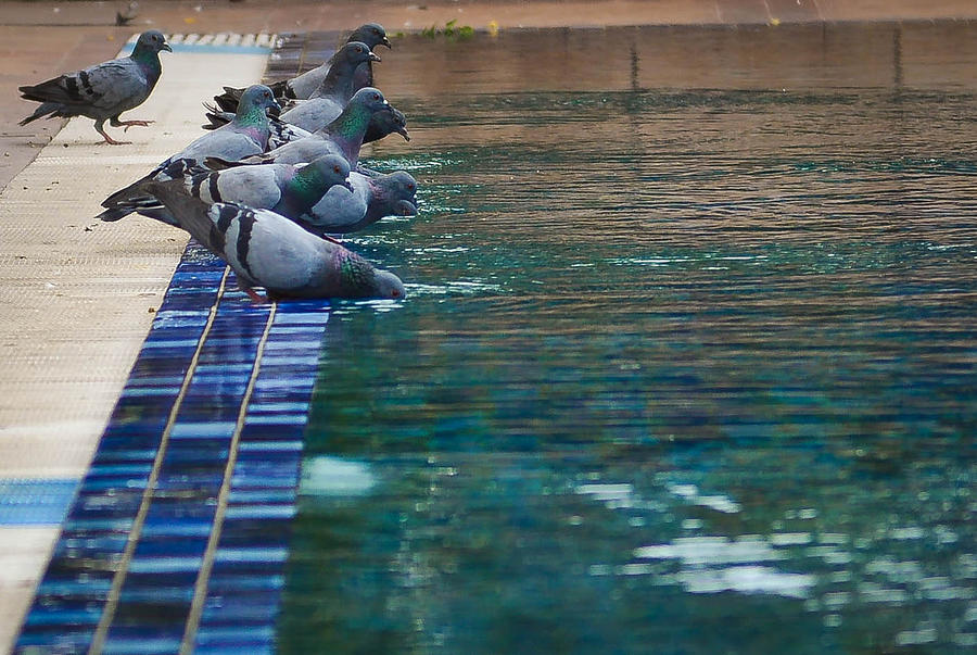 Birds Photograph - Quench Your Thirst by Sunman Birds Photograph - Quench Your Thirst by Sunman
