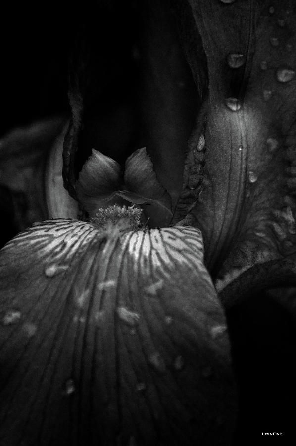 Quenched Iris BW Photograph by Lesa Fine
