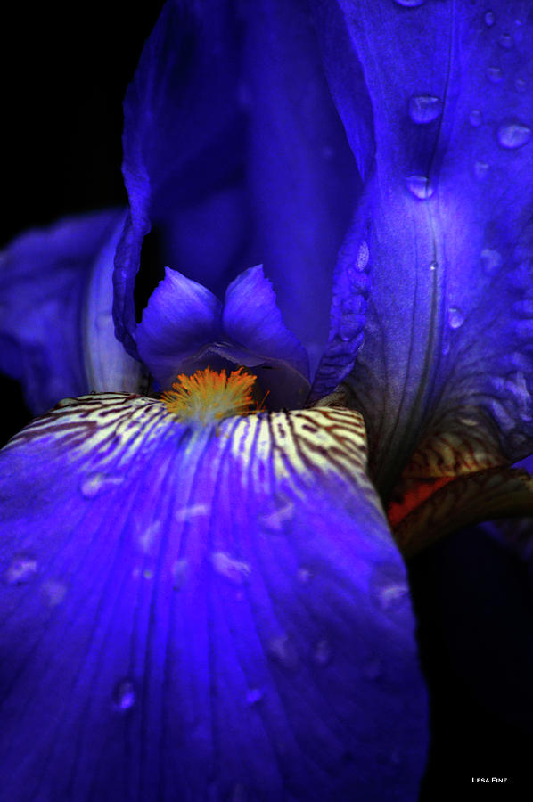 Quenched Iris Photograph by Lesa Fine