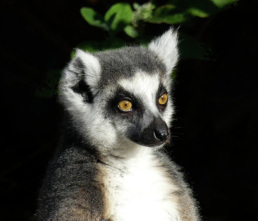 Querying Ring-tailed Lemur Photograph by Margaret Saheed