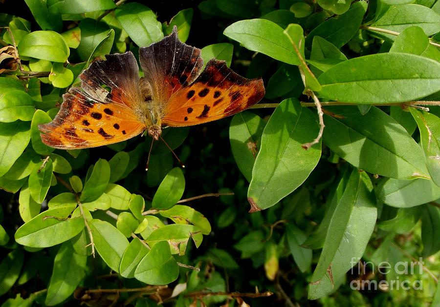Butterfly Photograph - Question Mark Brush Footed Butterfly  Indiana  Summer by Rory Cubel