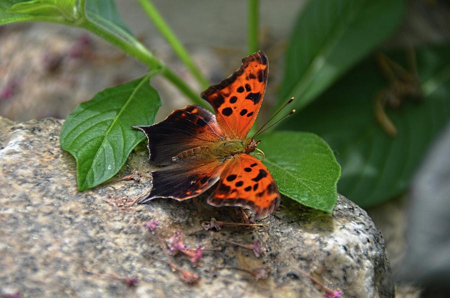 Queston Mark butterfly Photograph by Ronda Ryan