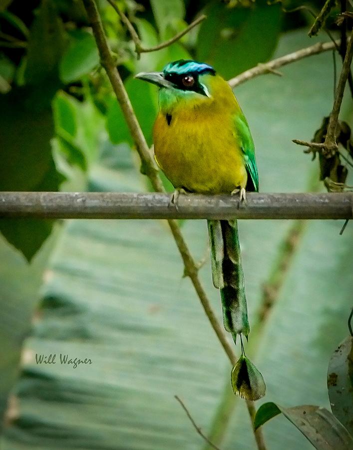 Motmot Photograph by Will Wagner