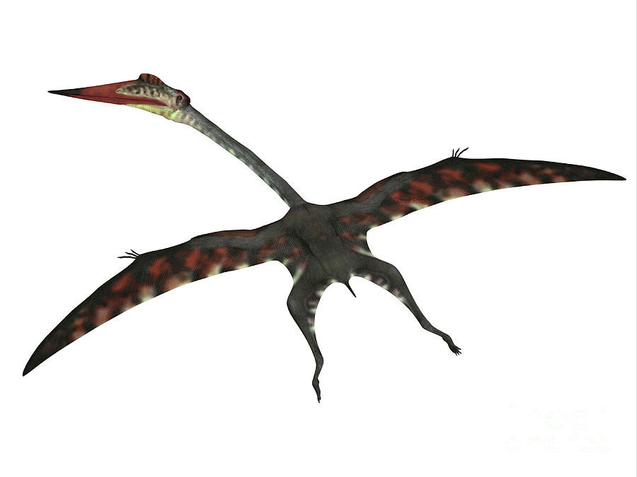 Quetzalcoatlus Flying Reptile Digital Art by Corey Ford