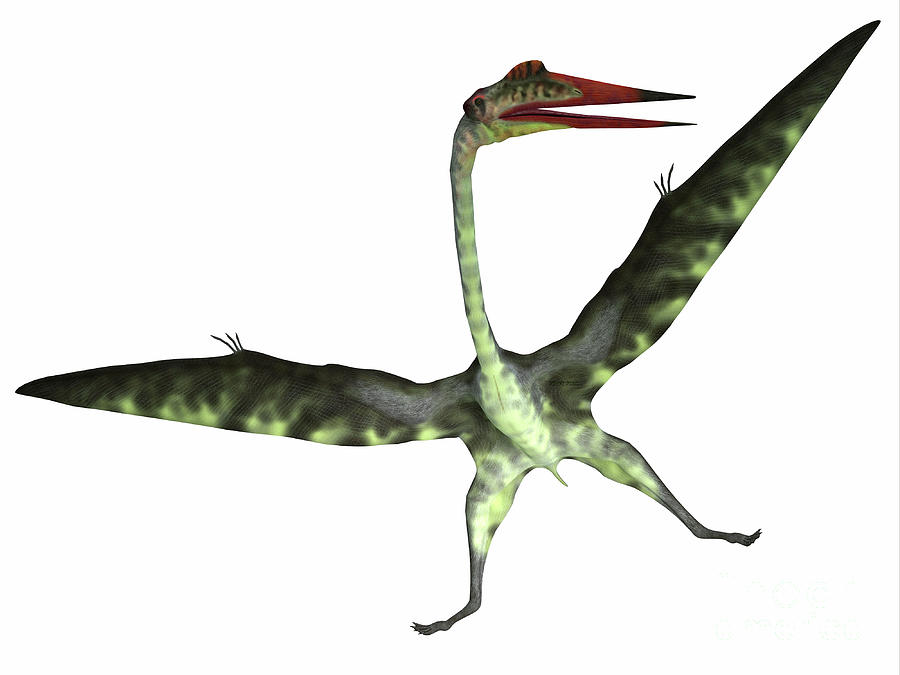 Quetzalcoatlus Reptile on White Digital Art by Corey Ford