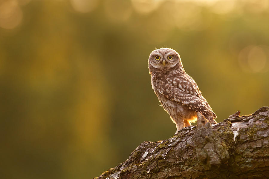 Owl Photograph - Qui, moi? Little Owlet in Warm Light by Roeselien Raimond