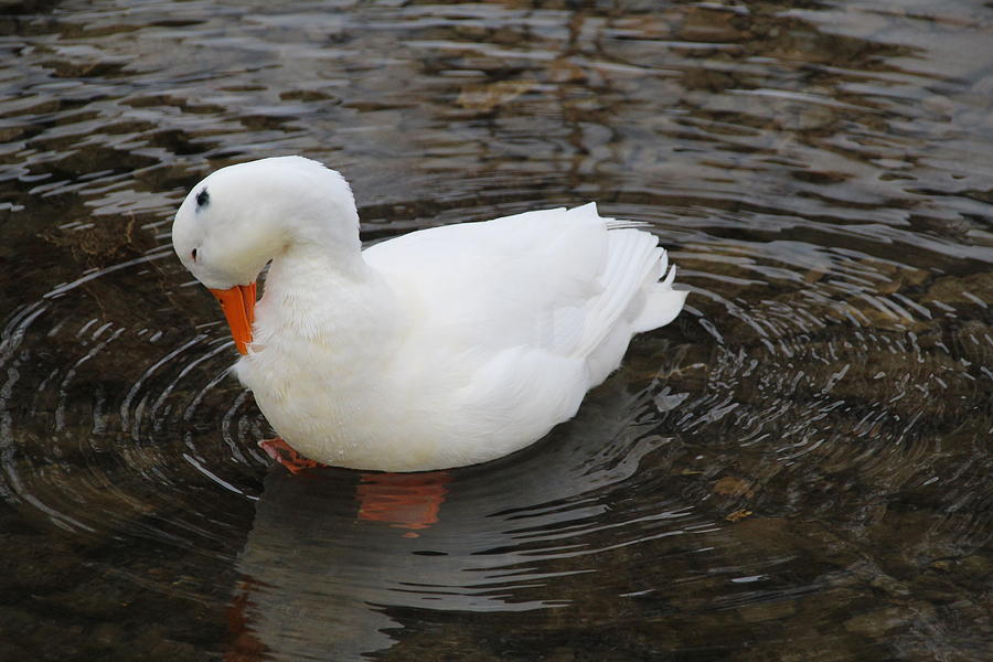 Quick duck store