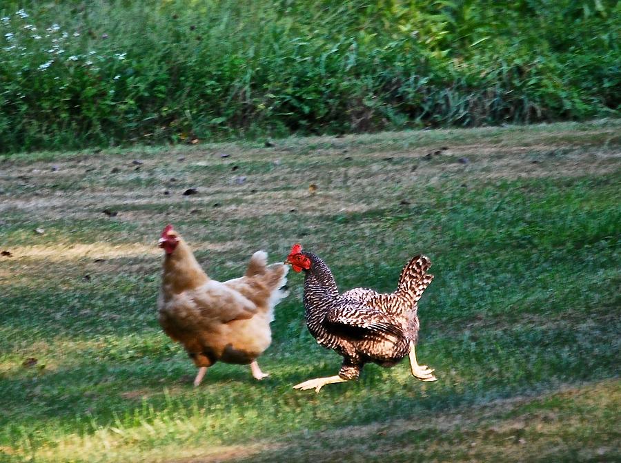 Quick Let's Run I Don't Think She Saw Us Photograph by Suzanne McDonald