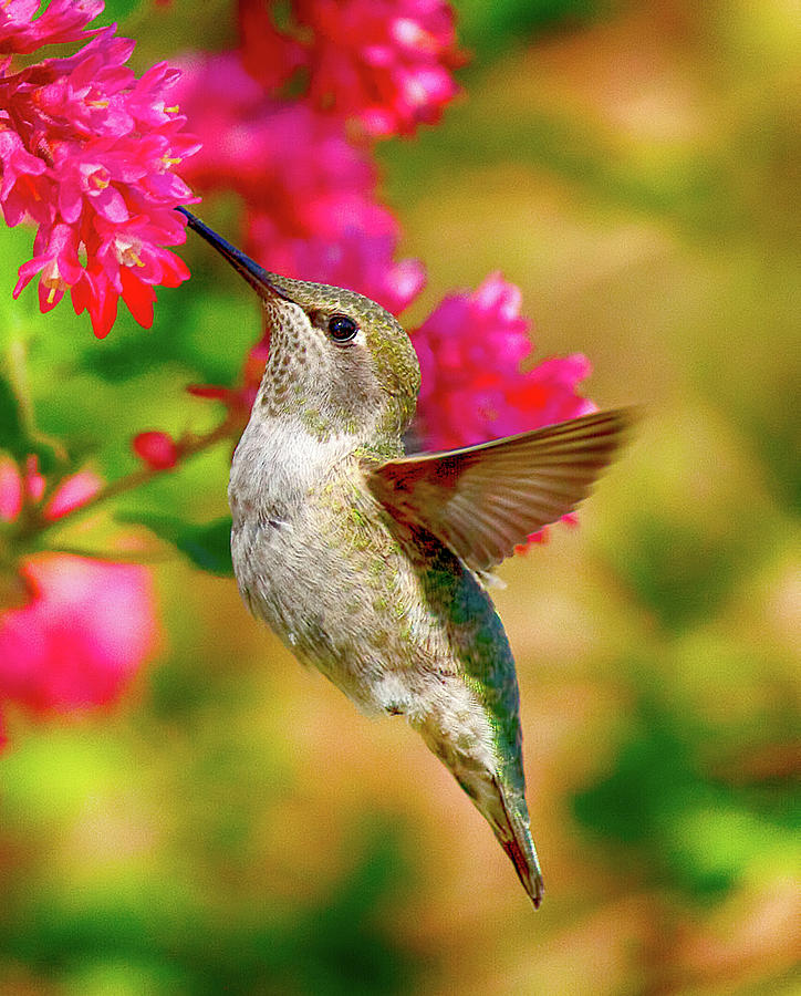 Quick lunch Photograph by Sheldon Bilsker - Fine Art America