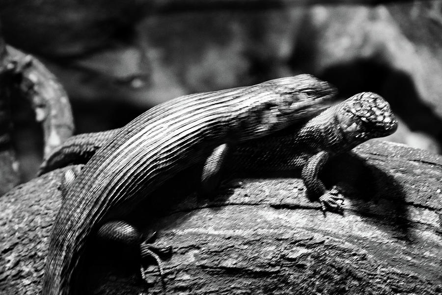 Quick Moves Of Cunninghams Skink Photograph