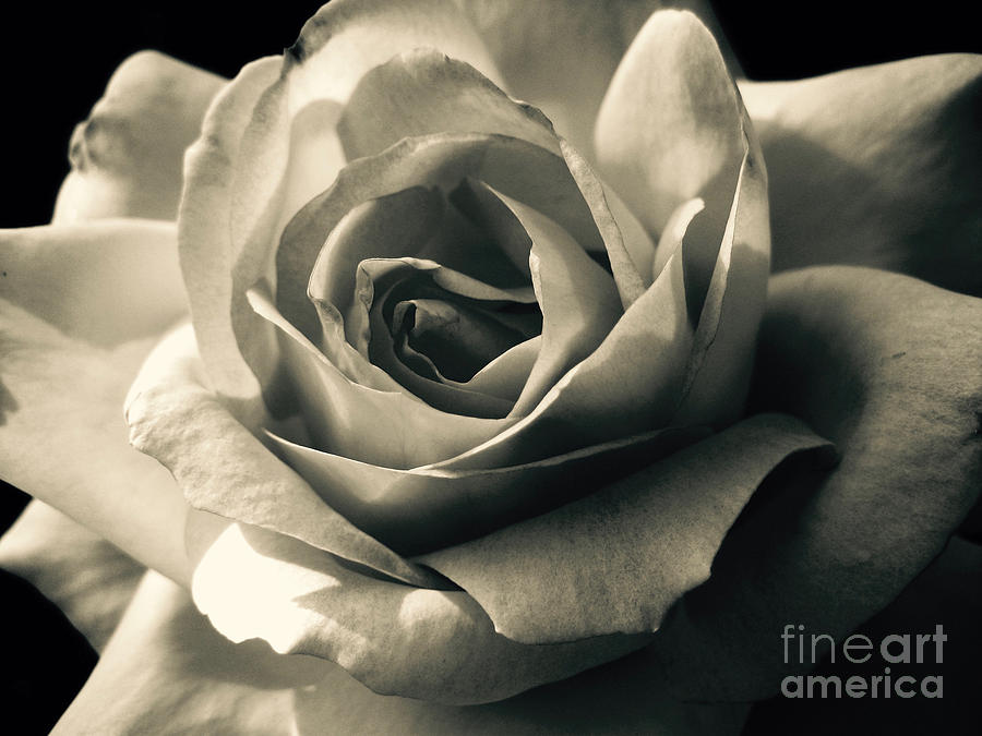 Quicksand Rose Photograph by Vanessa Yi-Kai Tsai - Fine Art America