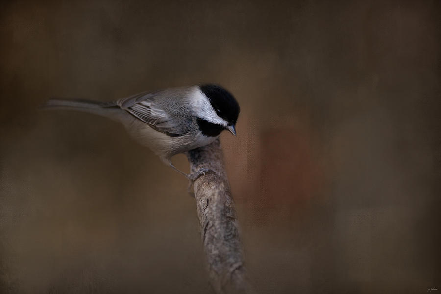 Bird Photograph - Quicksilver 2 by Jai Johnson