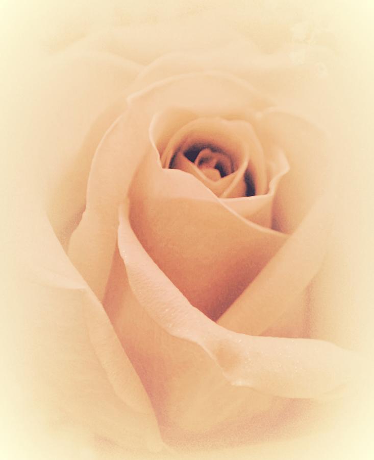 Rose Photograph - Quiet Beautiful by The Art Of Marilyn Ridoutt-Greene