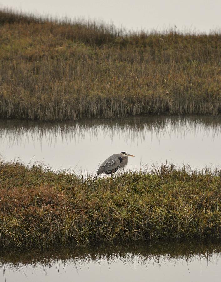 Quiet Heron Photograph by Matt MacMillan