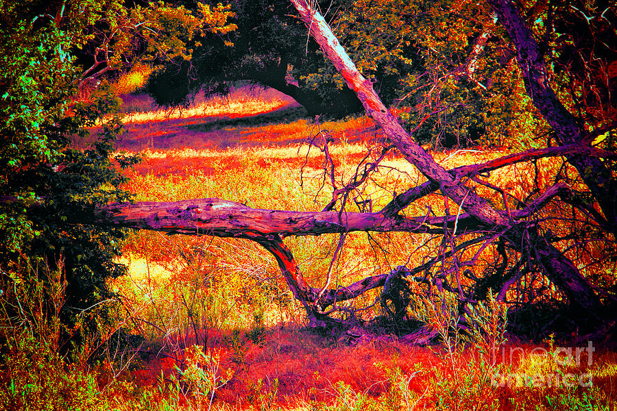 Tree Photograph - Quiet Meadow by Mariola Bitner