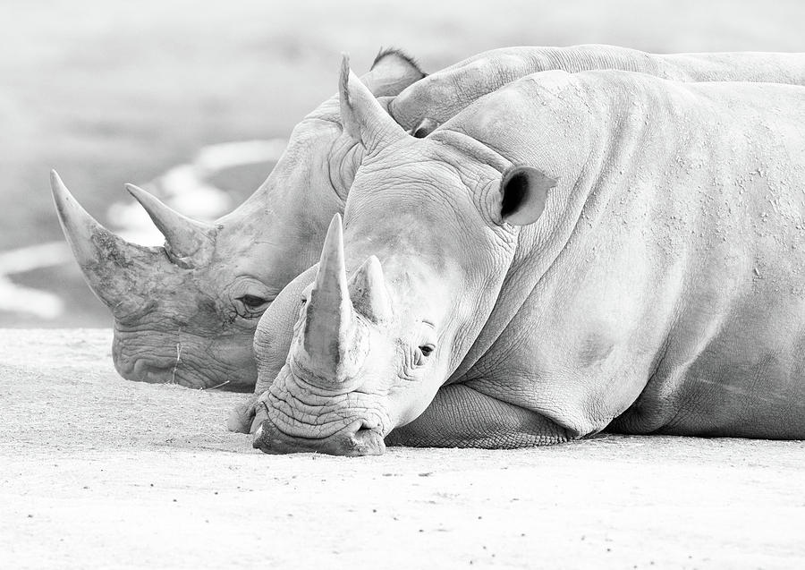 Black And White Photograph - Rhino Quiet Moment by EduArt Studio