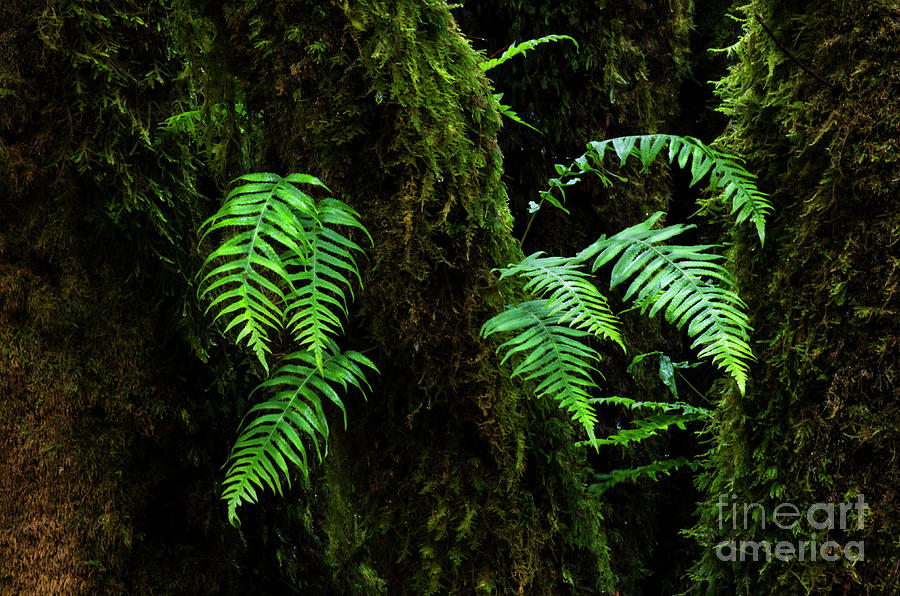 Nature Photograph - Quiet Nature 2 by Bob Christopher
