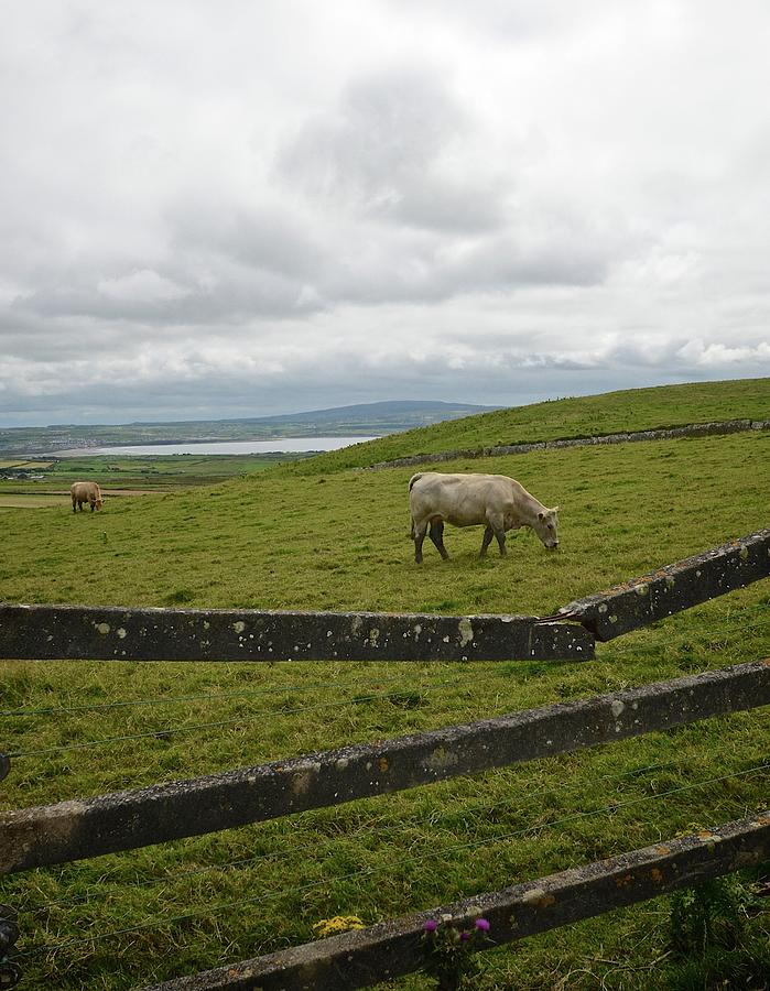 Quiet pasture Photograph by Matt MacMillan