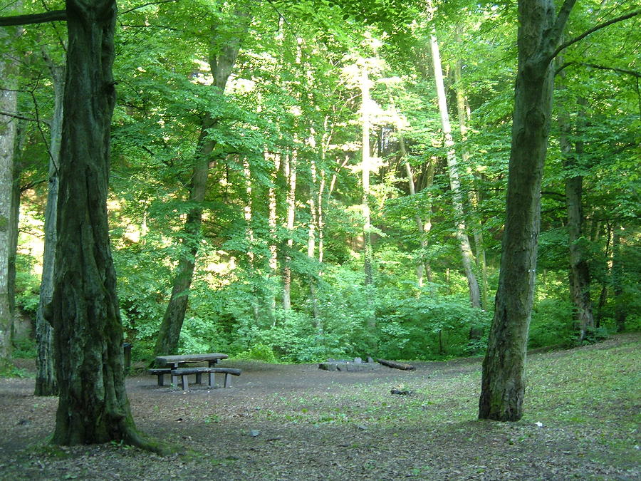 Quiet Picnic Area In The Woods Photograph by Helena Helm