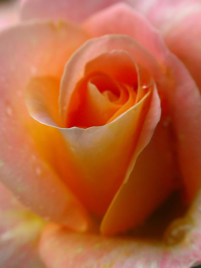 Rose Photograph - Quiet Piece by Juergen Roth