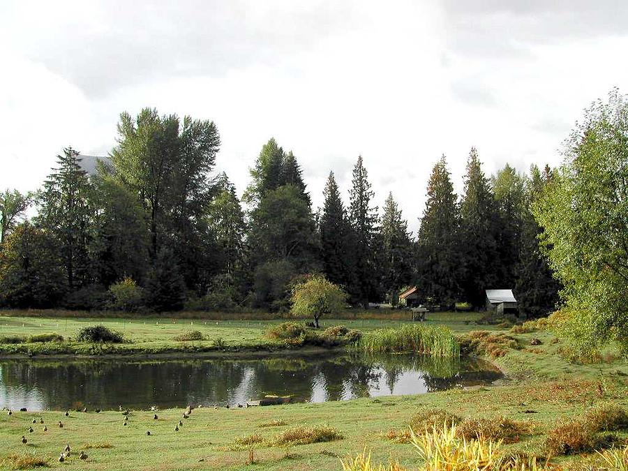 Quiet Pond Photograph by Ruth Stromswold Quiet Pond Photograph by Ruth Stromswold
