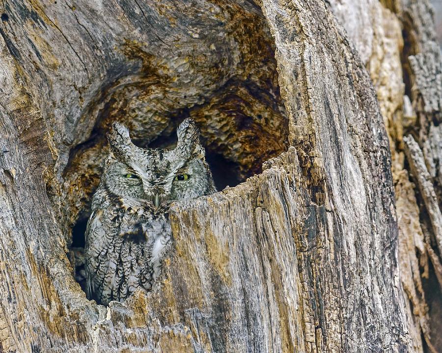Owl Photograph - Quiet Screech by Tony Beck