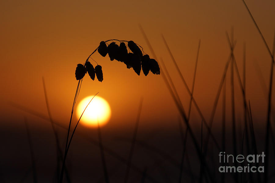 Quiet sunset Photograph by Inge Riis McDonald
