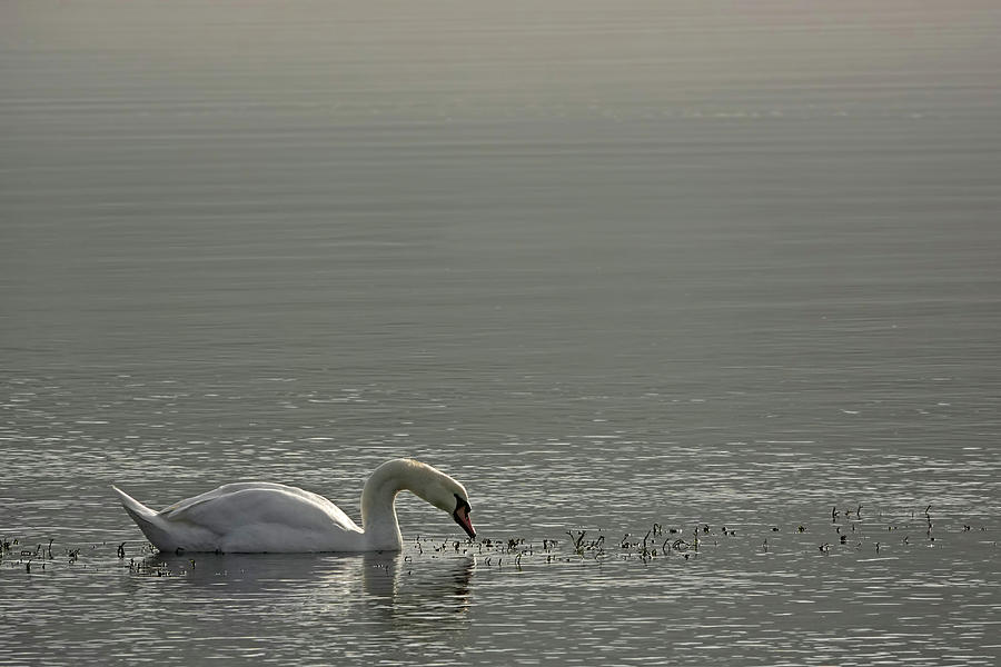 Quiet Swan Photograph by Inge Riis McDonald