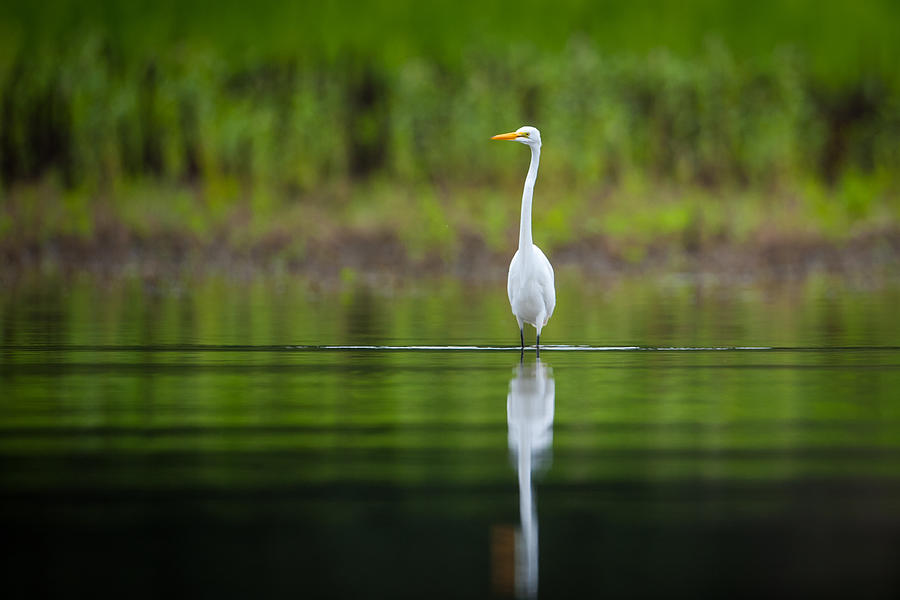 Quiet Wading Photograph by Jeff Phillippi