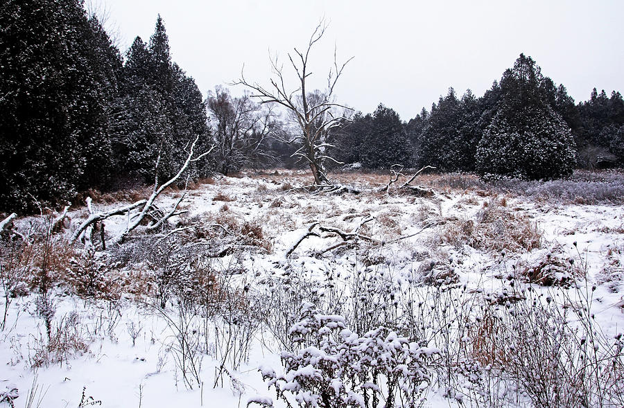 Quiet Winter Photograph by Debbie Oppermann