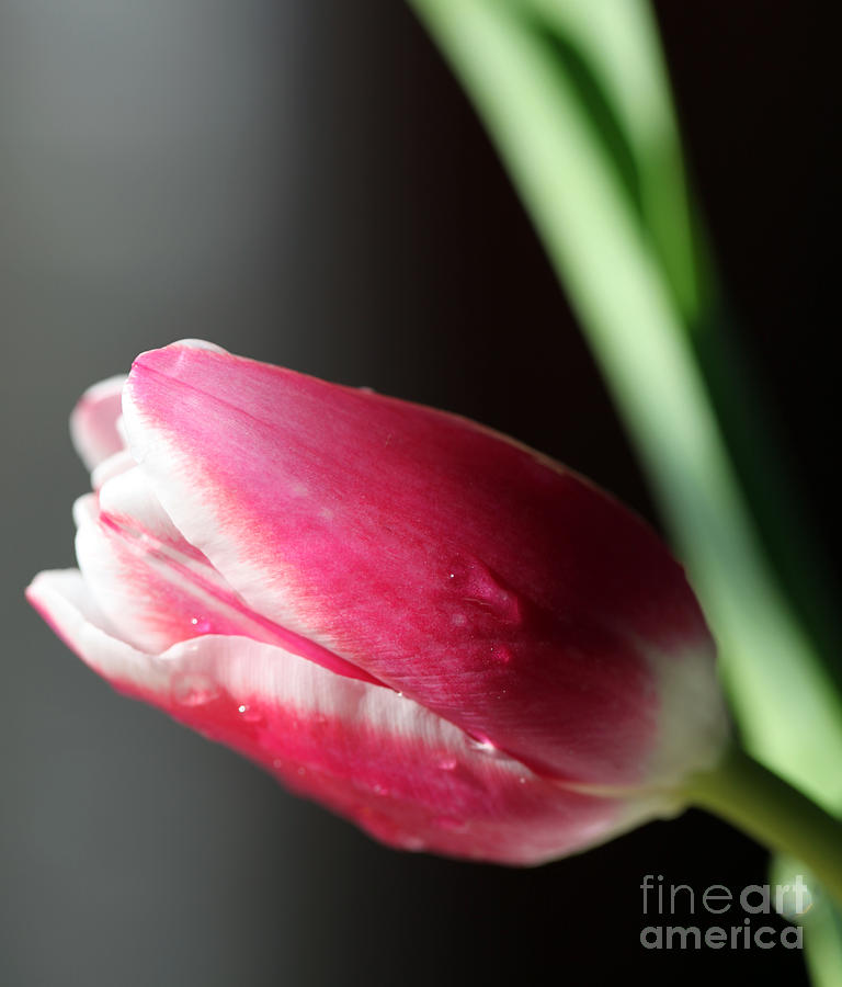 Tulip Photograph - Quietly by Amanda Barcon