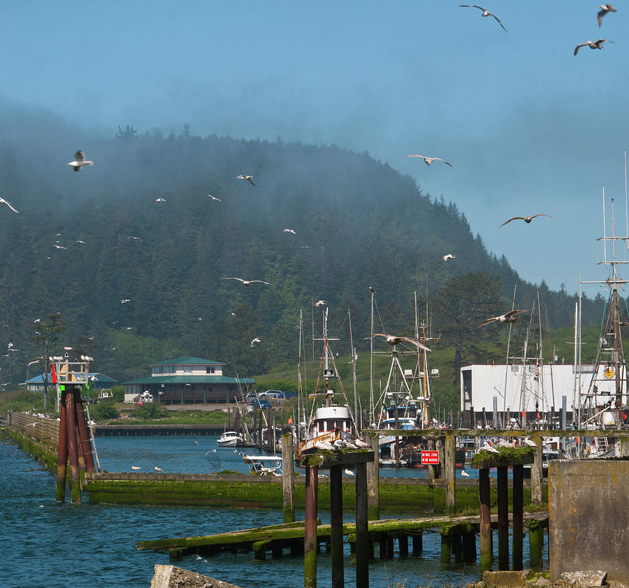 Quileute Fishing Marina Photograph by Cascade Colors