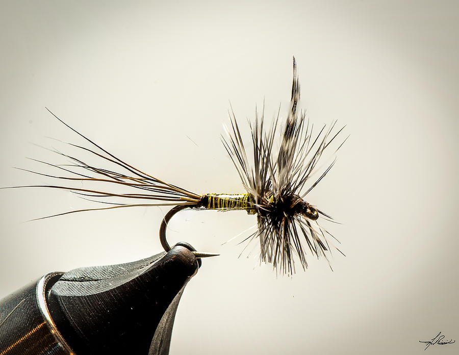 Fly Fishing Photograph - Quill Body Mayfly by Phil And Karen Rispin
