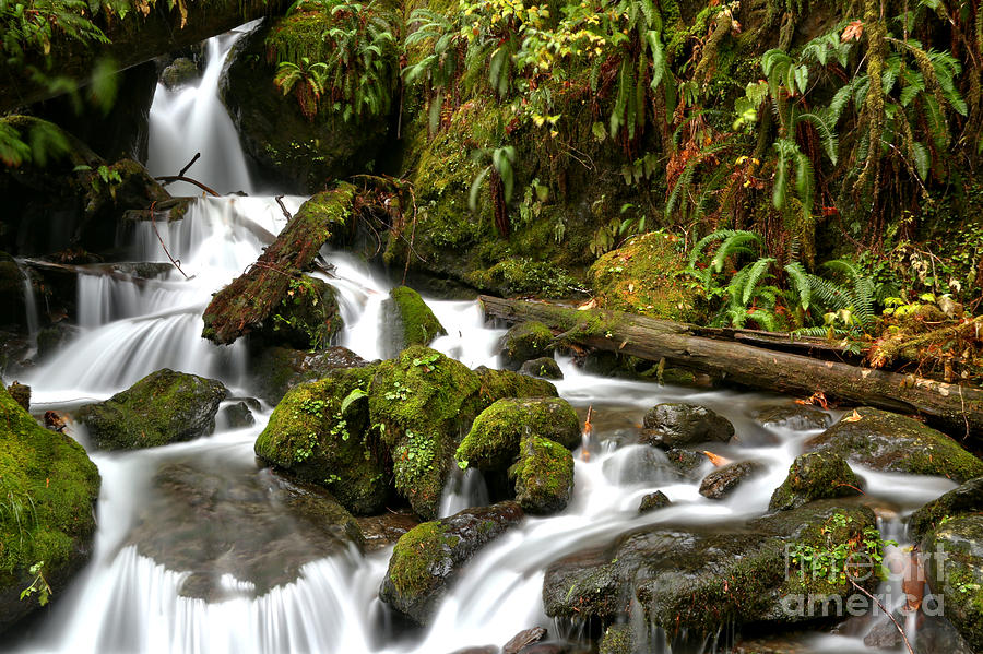 Quinault Merriman Falls Creek Photograph by Adam Jewell - Fine Art America