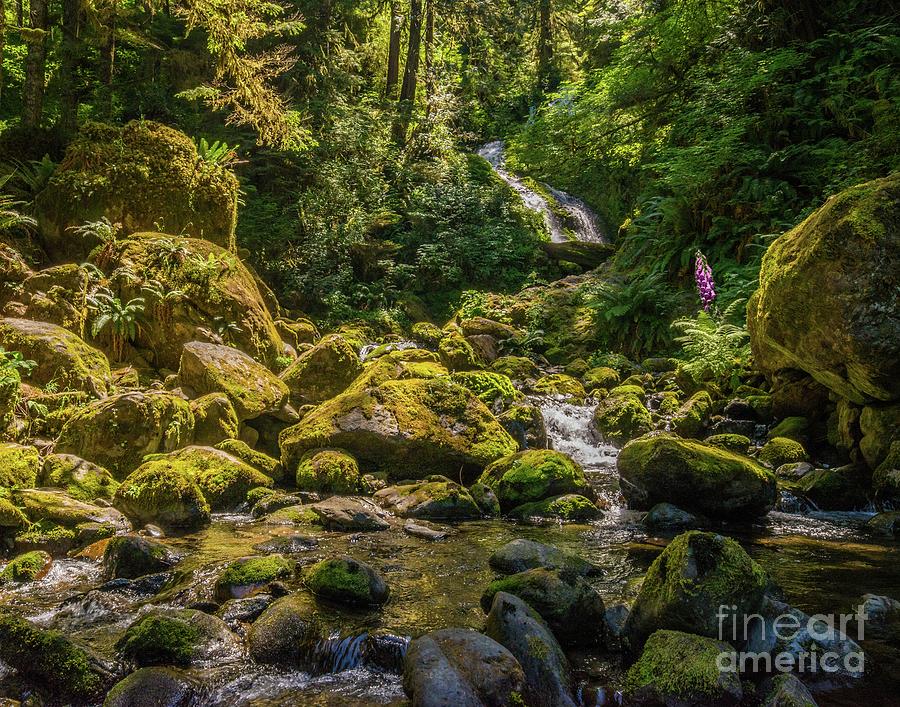 Quinault Rain Forest Photograph by Michael Tidwell