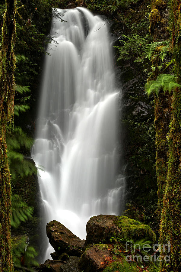 Quinault Rainforest Ghost Photograph by Adam Jewell