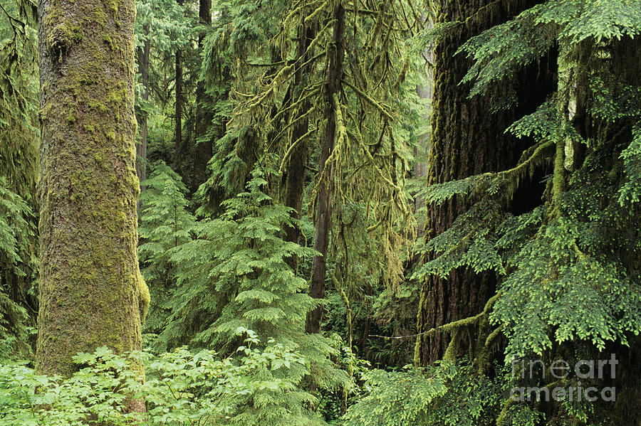 Quinault Rainforest Photograph by Greg Vaughn - Printscapes