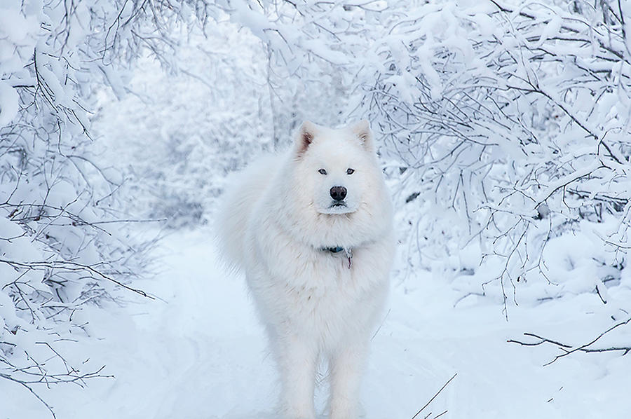 Quinn the Mighty Samoyed Photograph by Valerie Pond