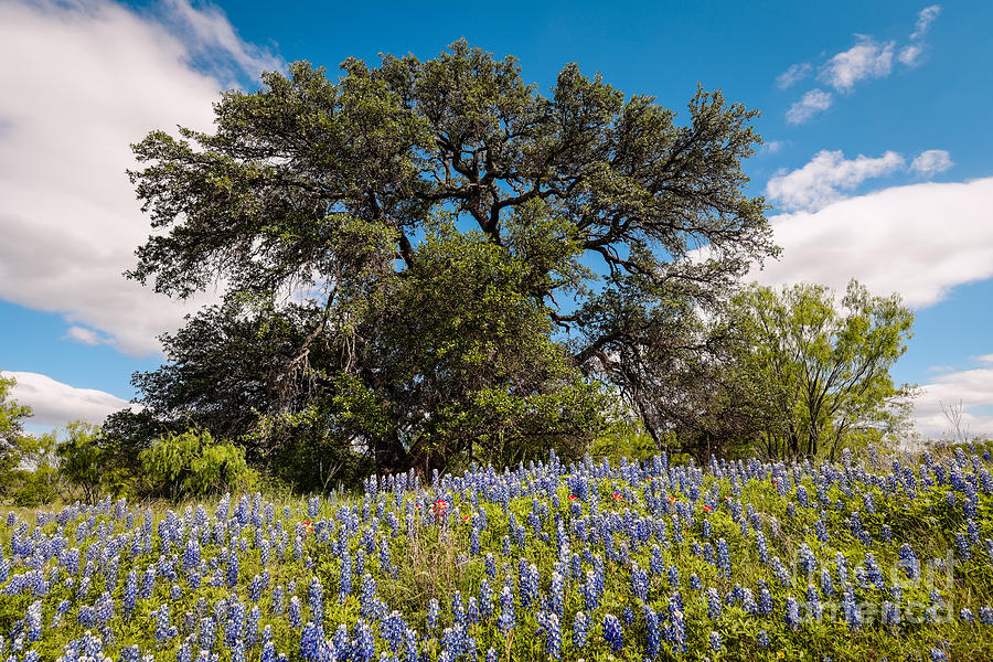 Quintessential Texas Hill Country County Road Bluebonnets and Oak - Llano Photograph by Silvio Ligutti