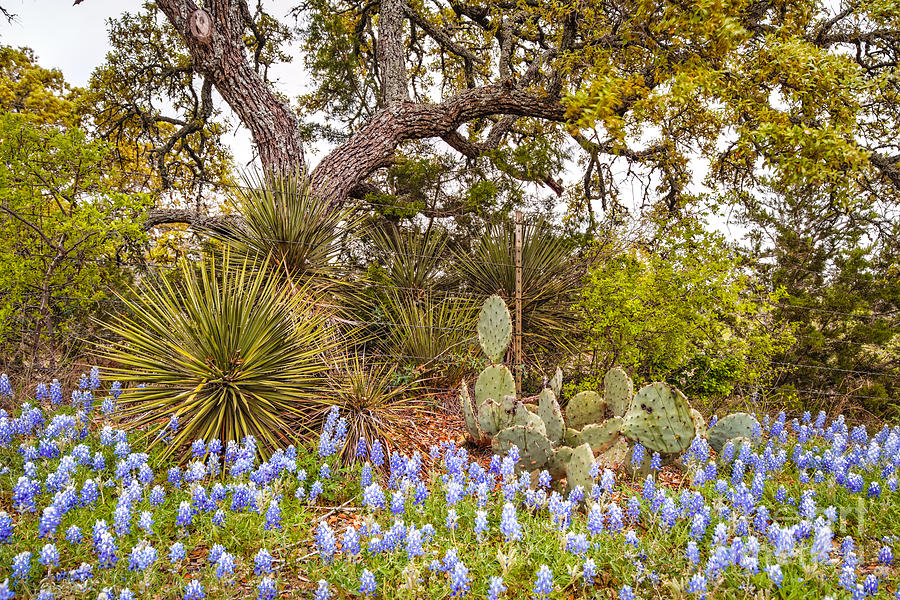 Quintessential Texas Hill Country - Yucca Prickly Pear and Bluebonnets - Willow City Loop  Photograph by Silvio Ligutti