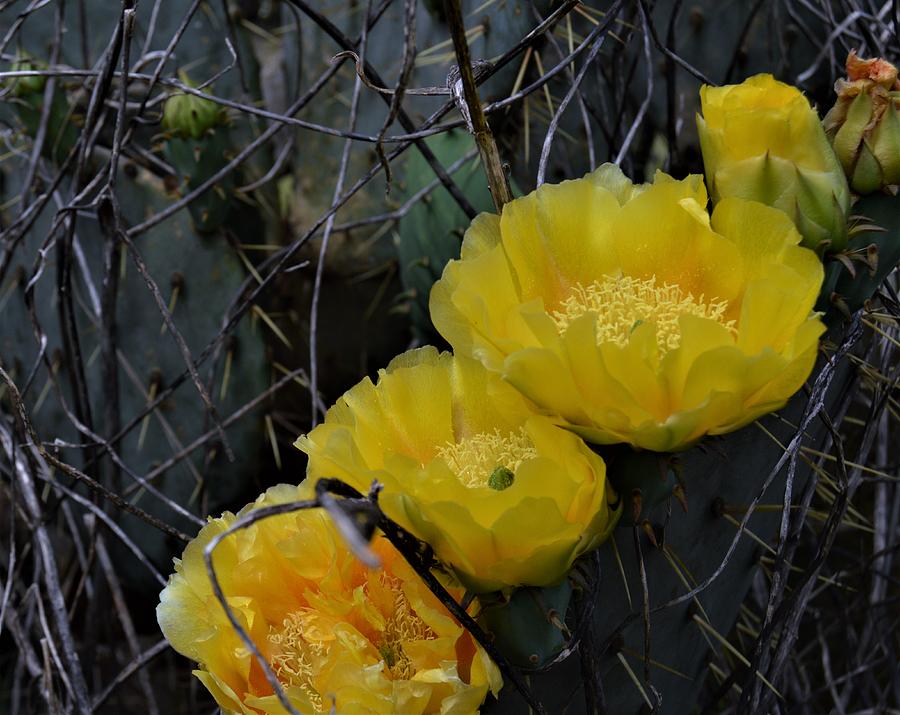 Quintuplet Cactus Photograph by Warren Thompson