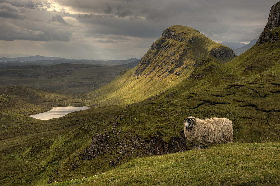 Quiraing Sheep Photograph by Wade Aiken