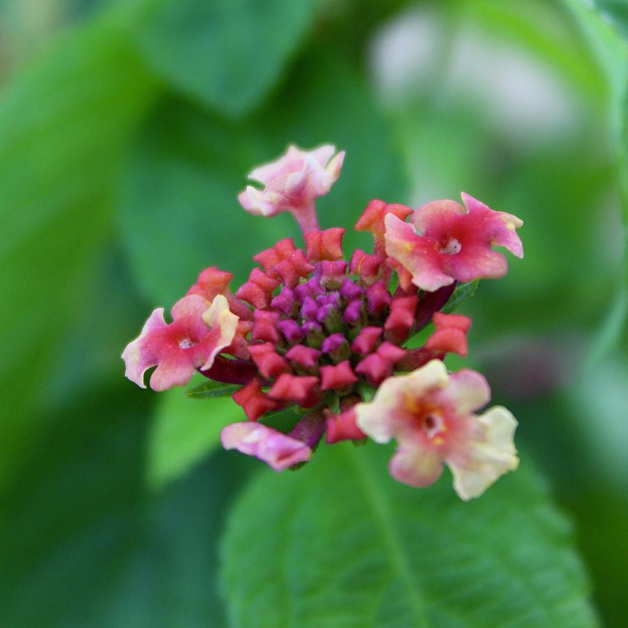 Quirky First Lantana Blooms Photograph by M E