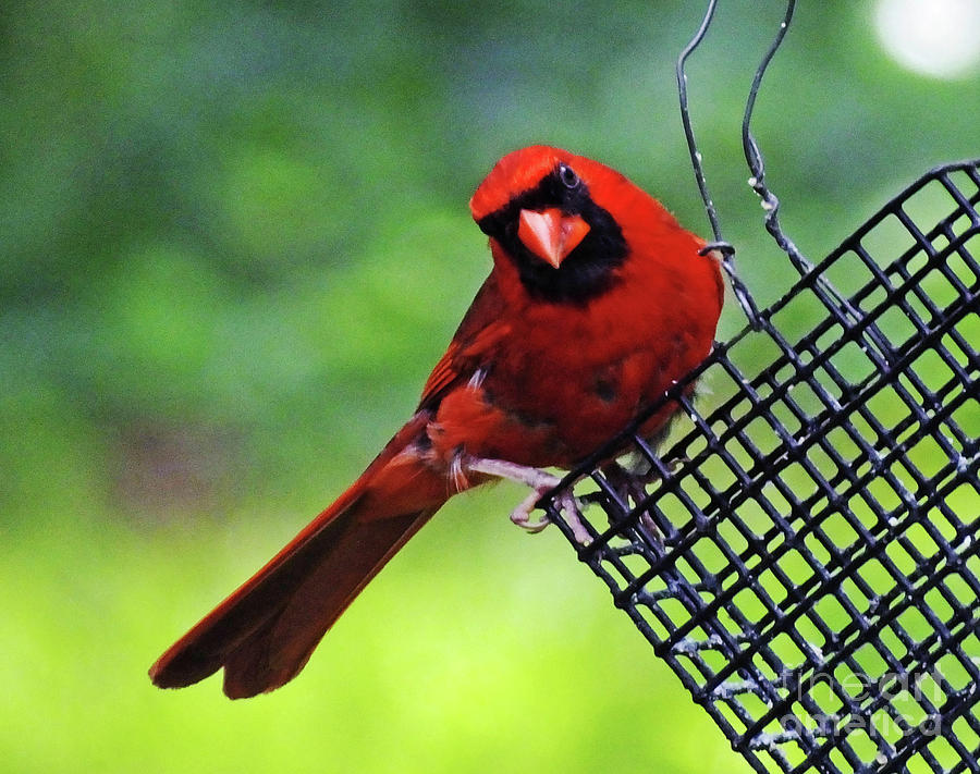 Quisical Cardinal Photograph by Lizi Beard-Ward
