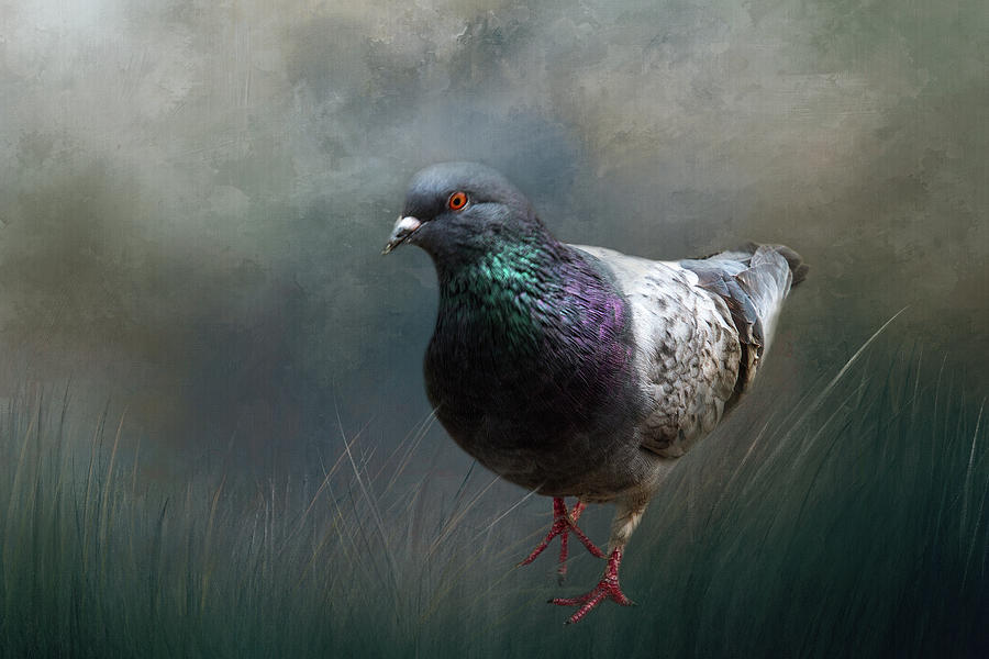 Quito Pigeon Digital Art by Terry Davis
