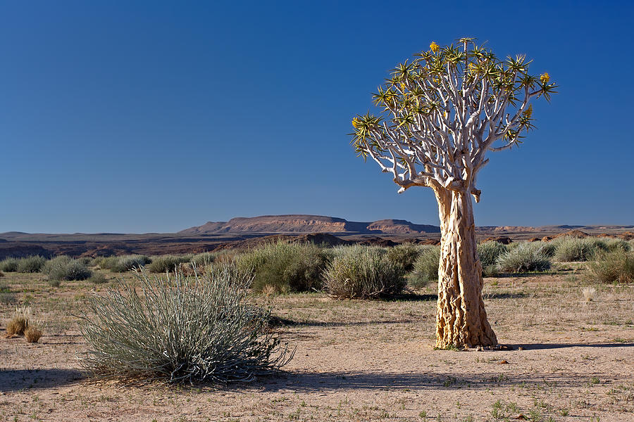 Quiver Tree and Desert Photograph by Aivar Mikko