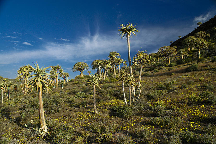 Quiver Tree Forest Photograph by Michele Burgess